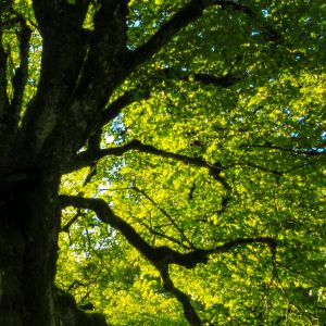 Einleitungsbild von Crailsheim