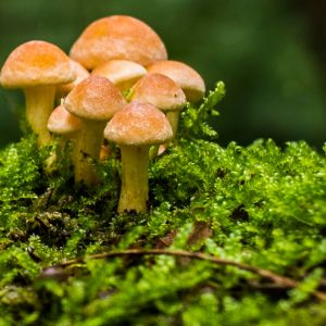 Einleitungsbild von Ilshofen