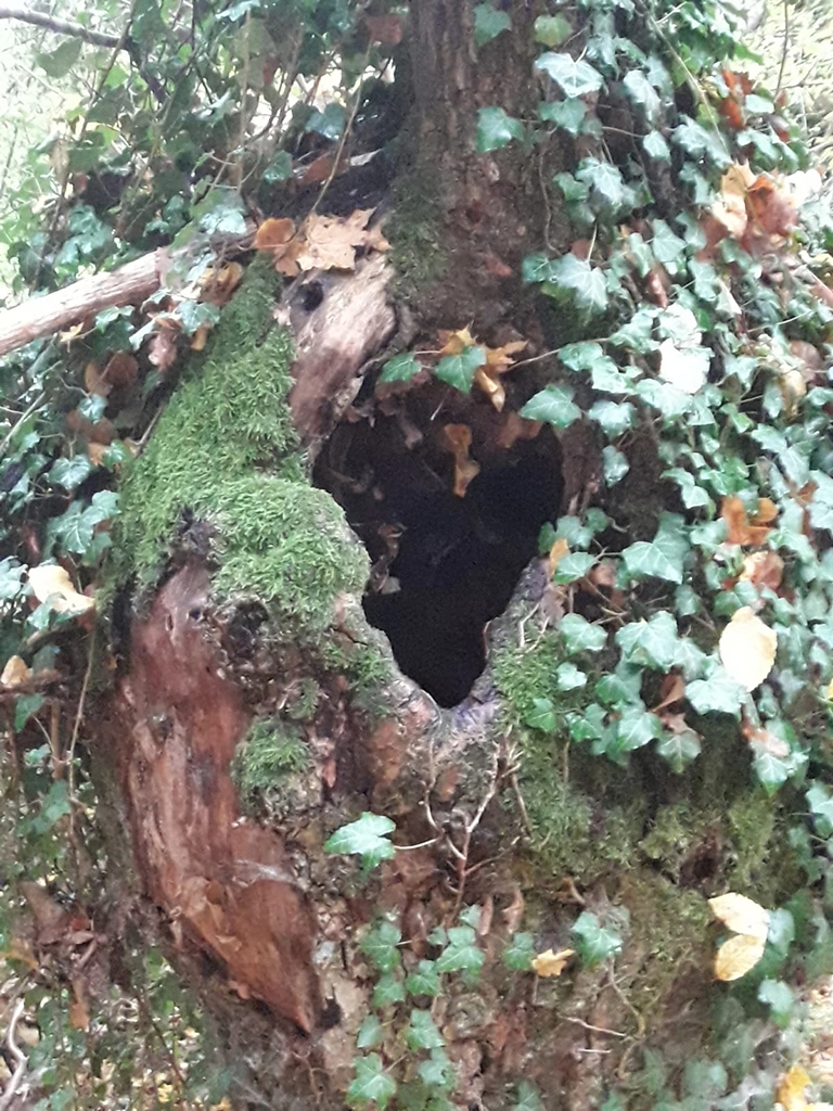  gesehen an der ehemaligen Schulsteige bei Enslingen -Foto UweKnorr