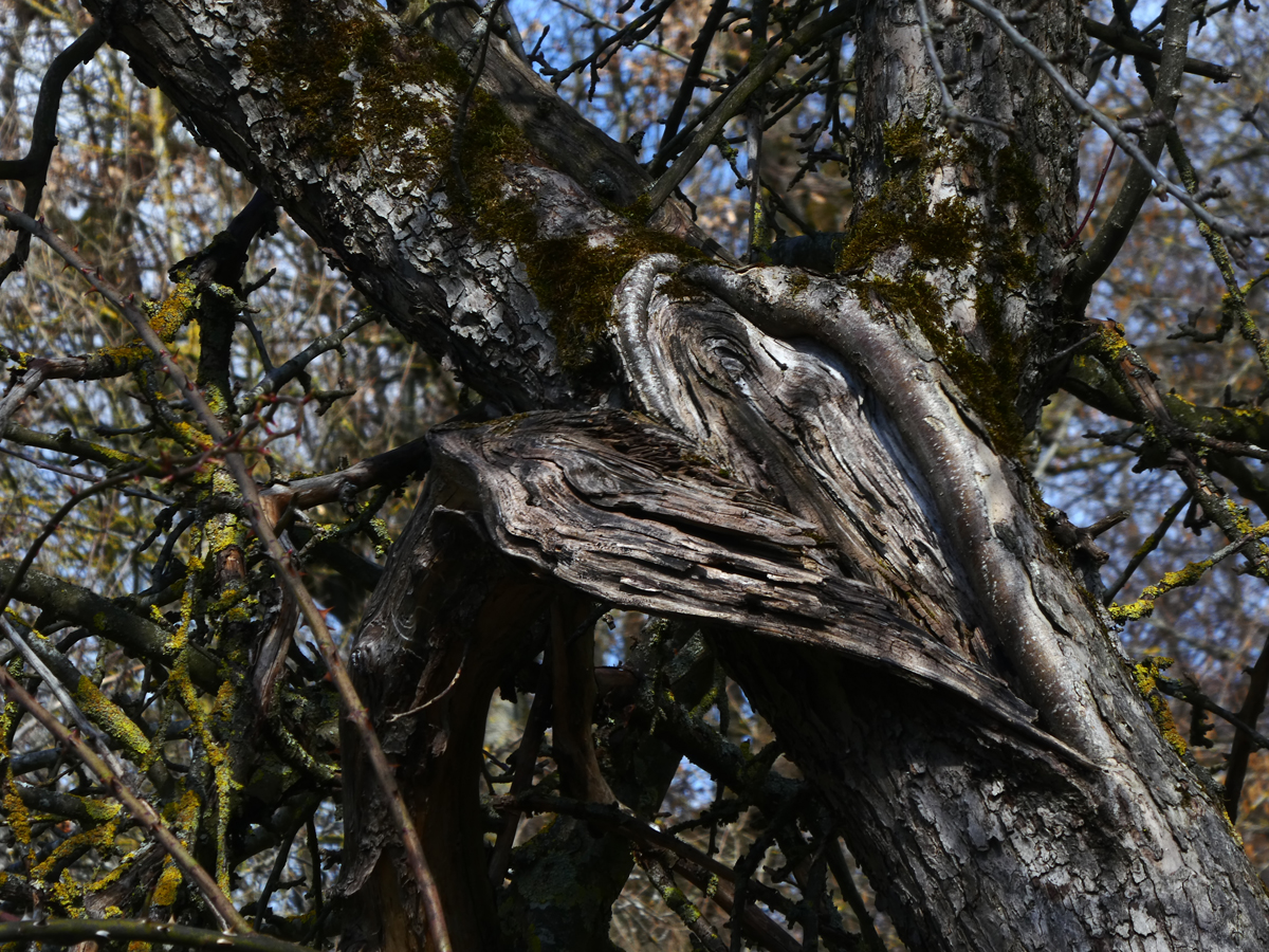 Foto SigridBrueckell