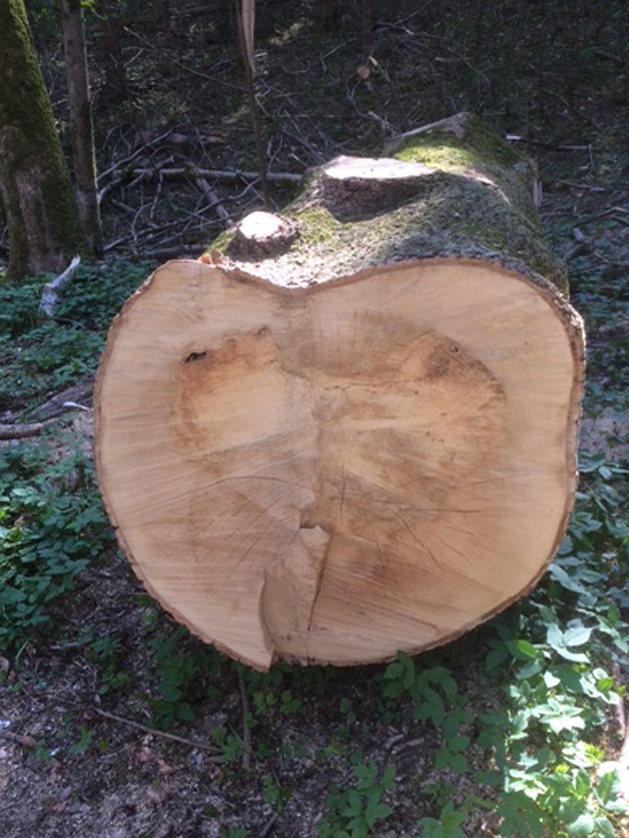 Foto LiesbethHennerich 
