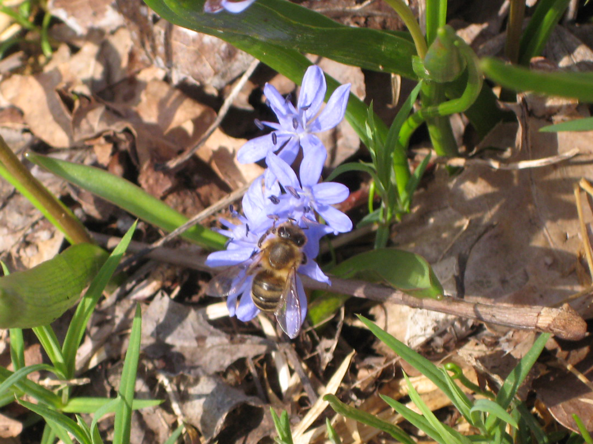 Blaustern-Scilla_bifolia