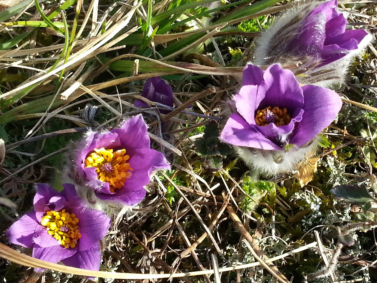 Pulsatilla