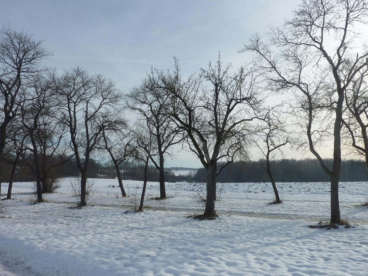 Streuobst Winter