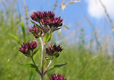 lb11 natur hohenlohe