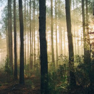 Einleitungsbild von Besinnen und Eintauchen in die Natur