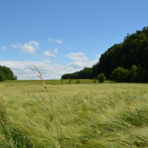 Einleitungsbild von Natur pur