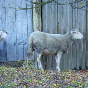 Einleitungsbild von Tierische Abenteuer